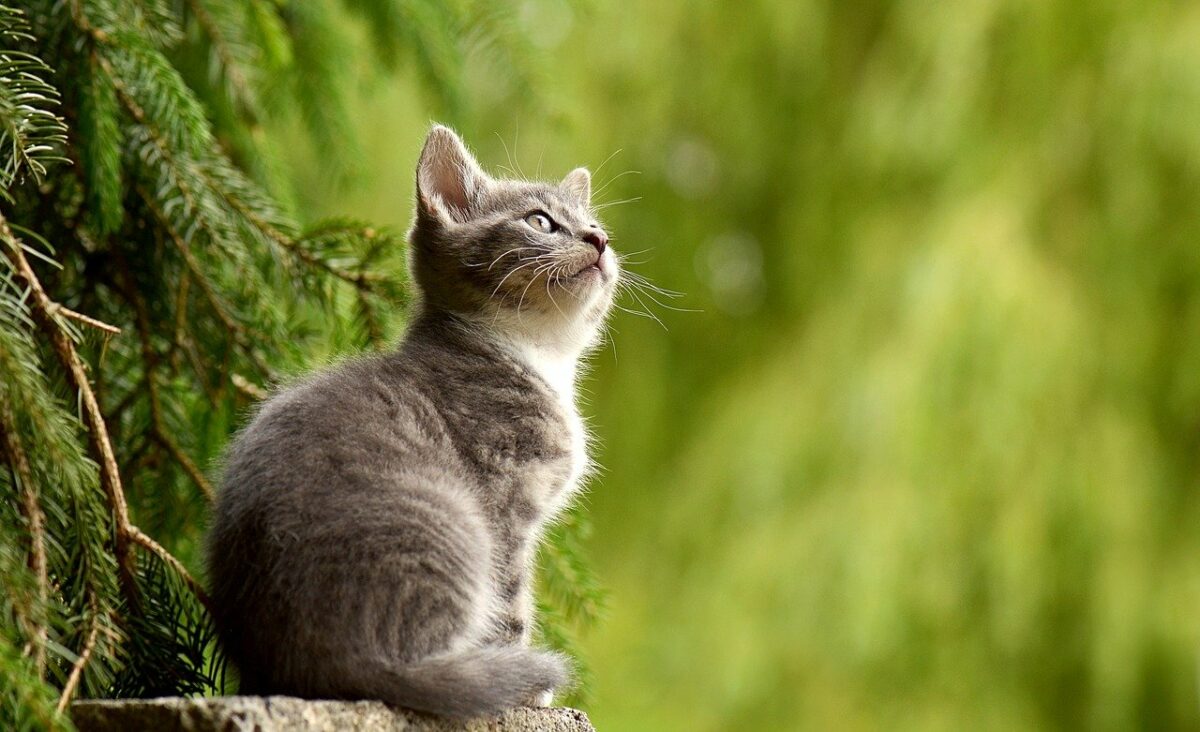 possession d'un chat